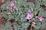 Klaverzuring - Oxalis adenophylla Klaverzuring - Oxalis adenophylla