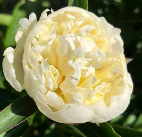 witte bloem Paeonia Duchesse de Nemours witte bloem Paeonia Duchesse de Nemours
