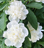 Paeonia Duchesse de Nemours Paeonia Duchesse de Nemours