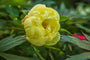 Pioenroos Paeonia suffruticosa Pioenroos Paeonia suffruticosa