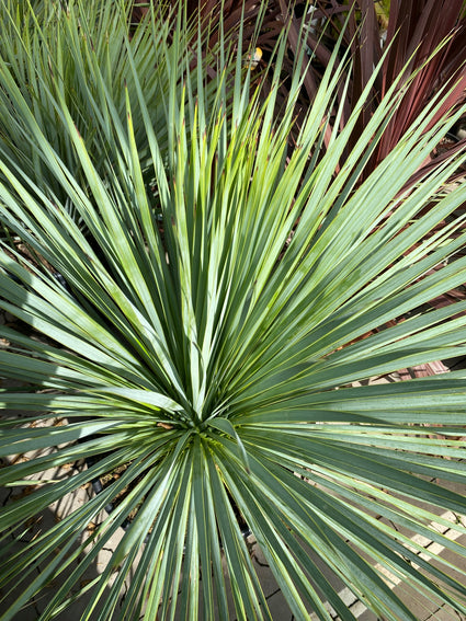 Palmlelie - Yucca rostrata 'Saffir Blue'