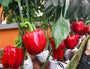 Paprika Capsicum annuum Rode paprika kweken Paprika Capsicum annuum Rode paprika kweken