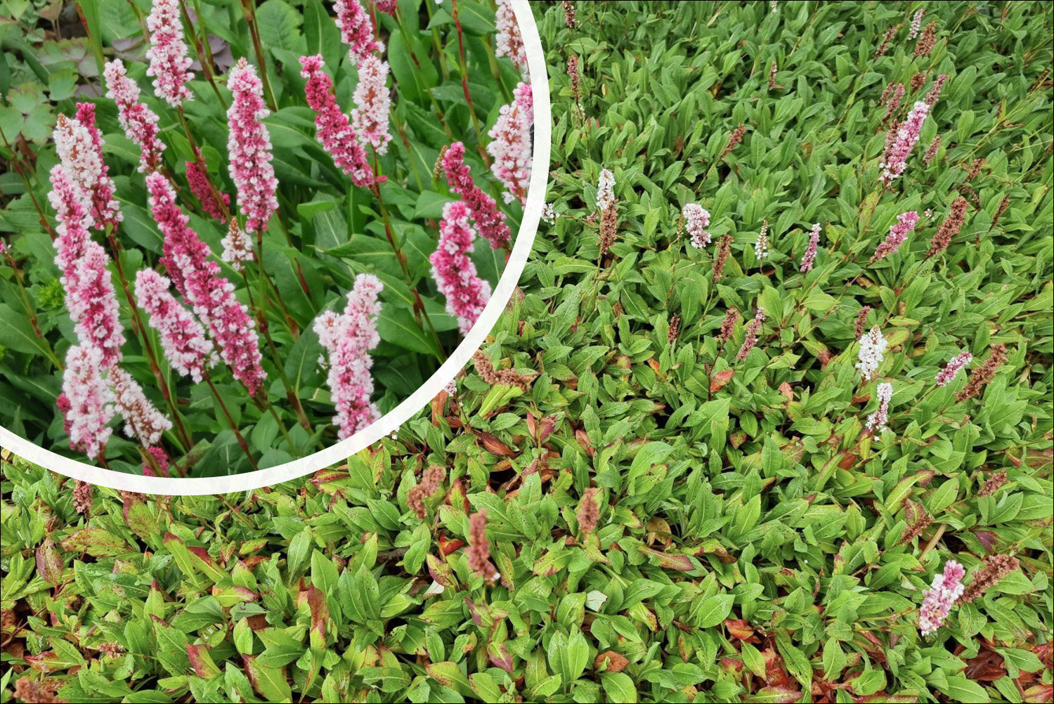 Persicaria affinis deals