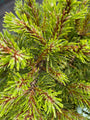 Detail Den - Pinus uncinata 'Grüne Welle'