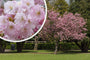 Japanse sierkers - Prunus 'Accolade' in bloei Japanse sierkers - Prunus 'Accolade' in bloei