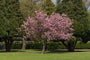 Japanse sierkers - Prunus 'Accolade' - Compacte boom Japanse sierkers - Prunus 'Accolade' - Compacte boom