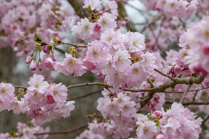 Prunus 'Accolade' - Roze bloei