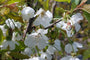 Bloesem Kersenboom - Prunus avium 'Hedelfinger' Bloesem Kersenboom - Prunus avium 'Hedelfinger'
