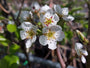 Perenboom - Pyrus communis 'Bonne Louise d'Avranches' bloesem Perenboom - Pyrus communis 'Bonne Louise d'Avranches' bloesem