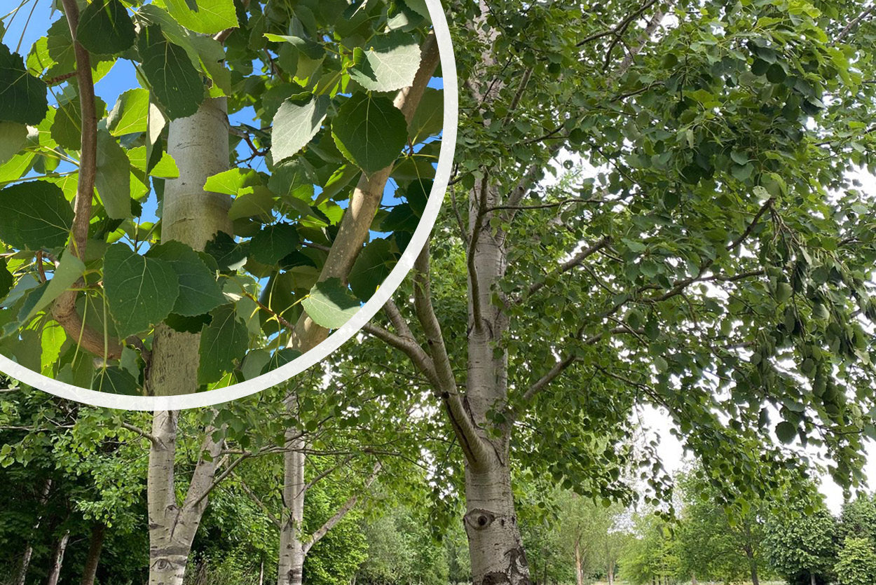 Ratelpopulier Boom Esp Ratelpopulier Populus Tremula Kopen ratelpopulier-boom-esp-ratelpopulier-populus-tremula-kopen