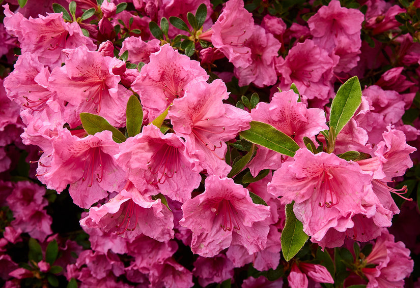 Rhododendron 'Anah Kruschke' Rhododendron 'Anah Kruschke'