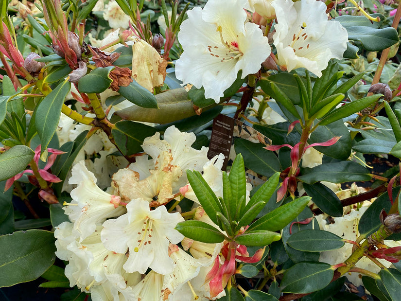 Groenblijvende Rododendron - Rhododendron 'Horizon Monarch' Groenblijvende Rododendron - Rhododendron 'Horizon Monarch'