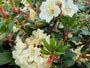 Groenblijvende Rododendron - Rhododendron 'Horizon Monarch' Groenblijvende Rododendron - Rhododendron 'Horizon Monarch'