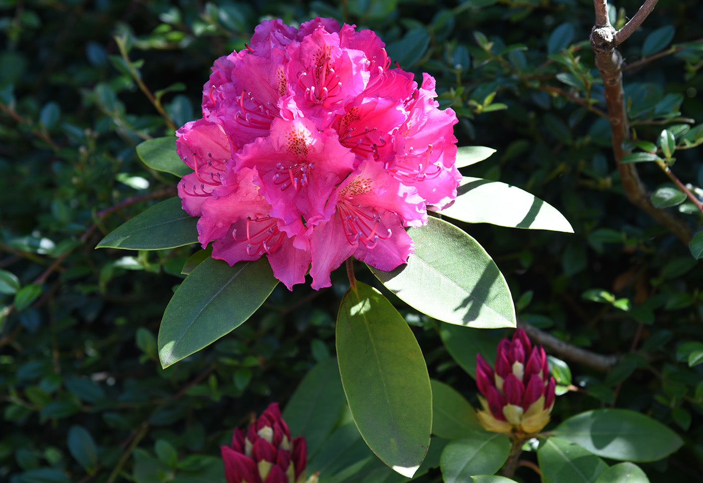 Rododendron Pierce American Beauty roze bloemen struik kopen