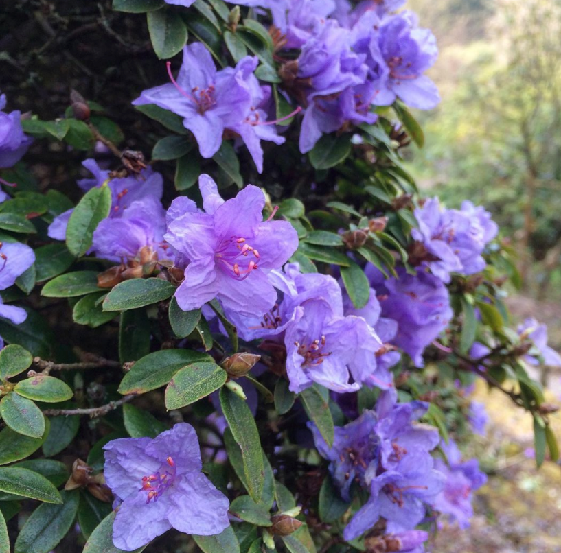 Rododendron (Lichtpaars / blauw)