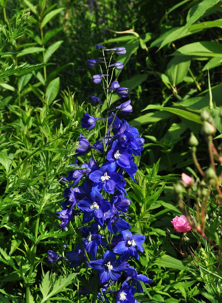 Delphinium 'Ouverture' ridderspoor plant met rood / oranje bloem