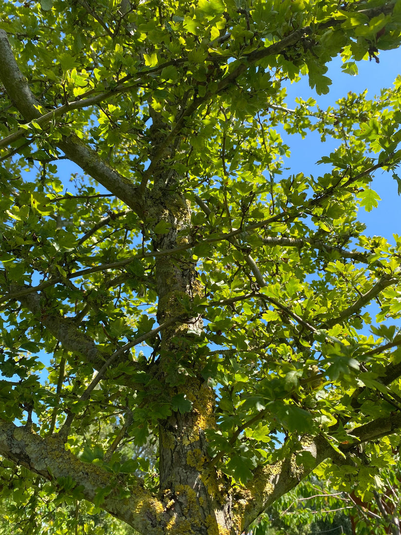 Tweestijlige meidoorn - Crataegus laevigata Tweestijlige meidoorn - Crataegus laevigata
