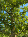 Tweestijlige meidoorn - Crataegus laevigata Tweestijlige meidoorn - Crataegus laevigata