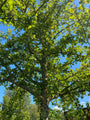 Tweestijlige meidoorn - Crataegus laevigata 'Paul's Scarlet' Tweestijlige meidoorn - Crataegus laevigata 'Paul's Scarlet'