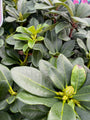 Rododendron - Rhododendron 'Horizon Monarch' Rododendron - Rhododendron 'Horizon Monarch'
