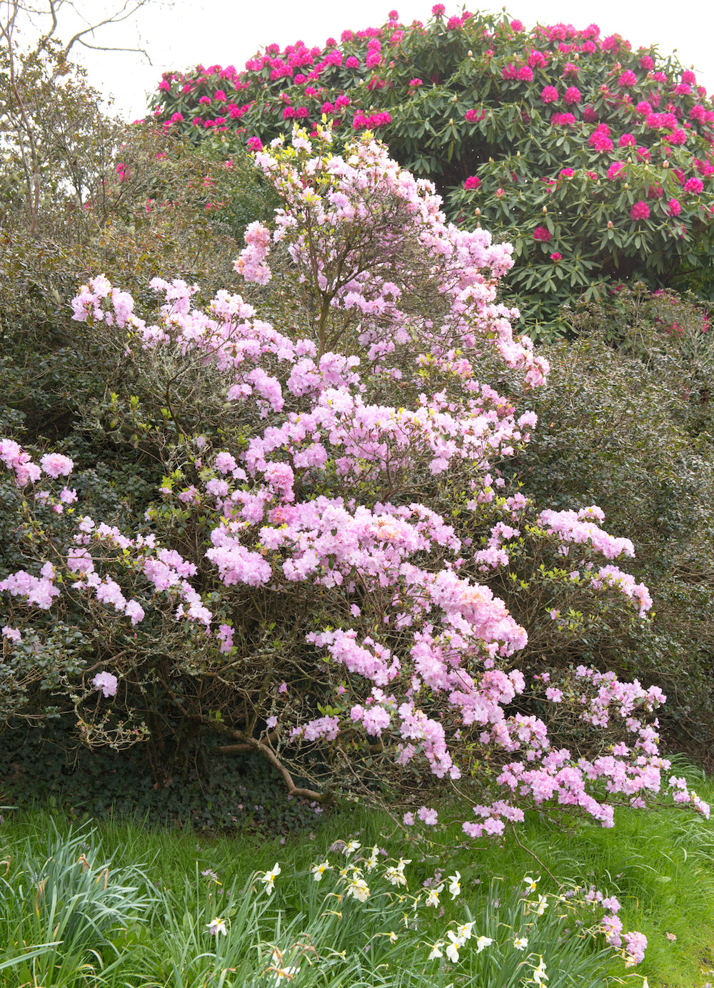 Vroegbloeiende roze Rhododendron 'Preacox' struik kopen