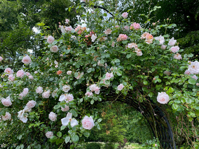 Rozenboog klimroos - Rosa 'New Dawn' Rozenboog klimroos - Rosa 'New Dawn'