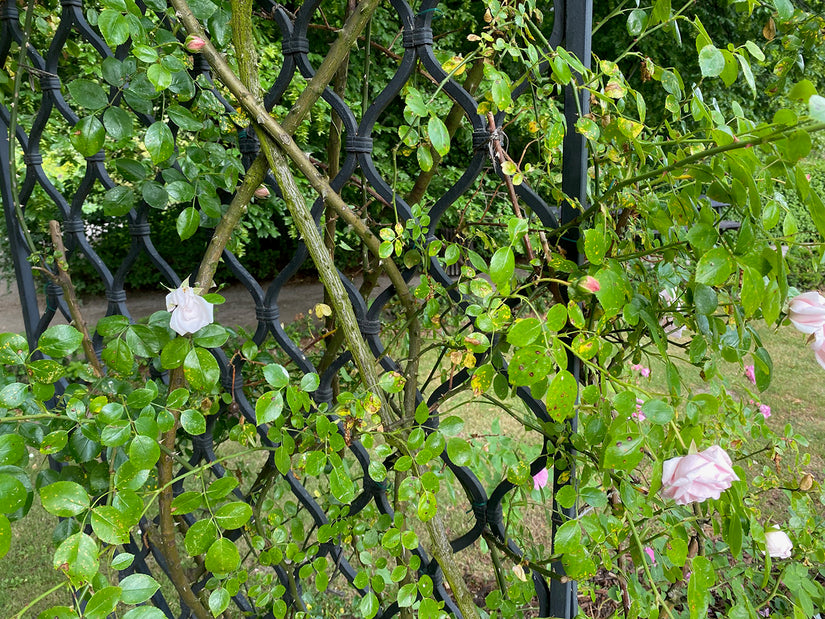 Klimroos - Rosa 'New Dawn' Klimroos - Rosa 'New Dawn'