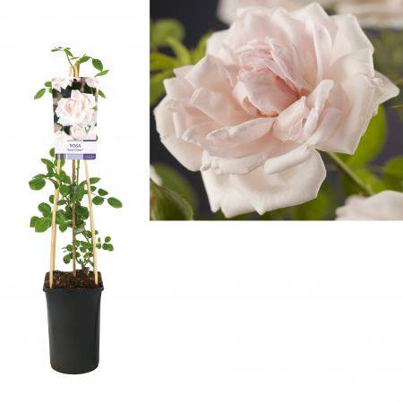 Klimroos voor de schaduw - sterke doorbloeiende klimroos - Rosa (K) 'New Dawn' Grootbloemige klimroos Klimroos voor de schaduw - sterke doorbloeiende klimroos - Rosa (K) 'New Dawn' Grootbloemige klimroos