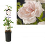 Klimroos voor de schaduw - sterke doorbloeiende klimroos - Rosa (K) 'New Dawn' Grootbloemige klimroos Klimroos voor de schaduw - sterke doorbloeiende klimroos - Rosa (K) 'New Dawn' Grootbloemige klimroos