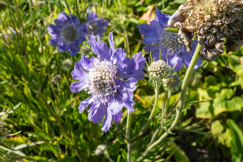 Duifkruid - Scabiosa caucasica 'Perfecta' Duifkruid - Scabiosa caucasica 'Perfecta'
