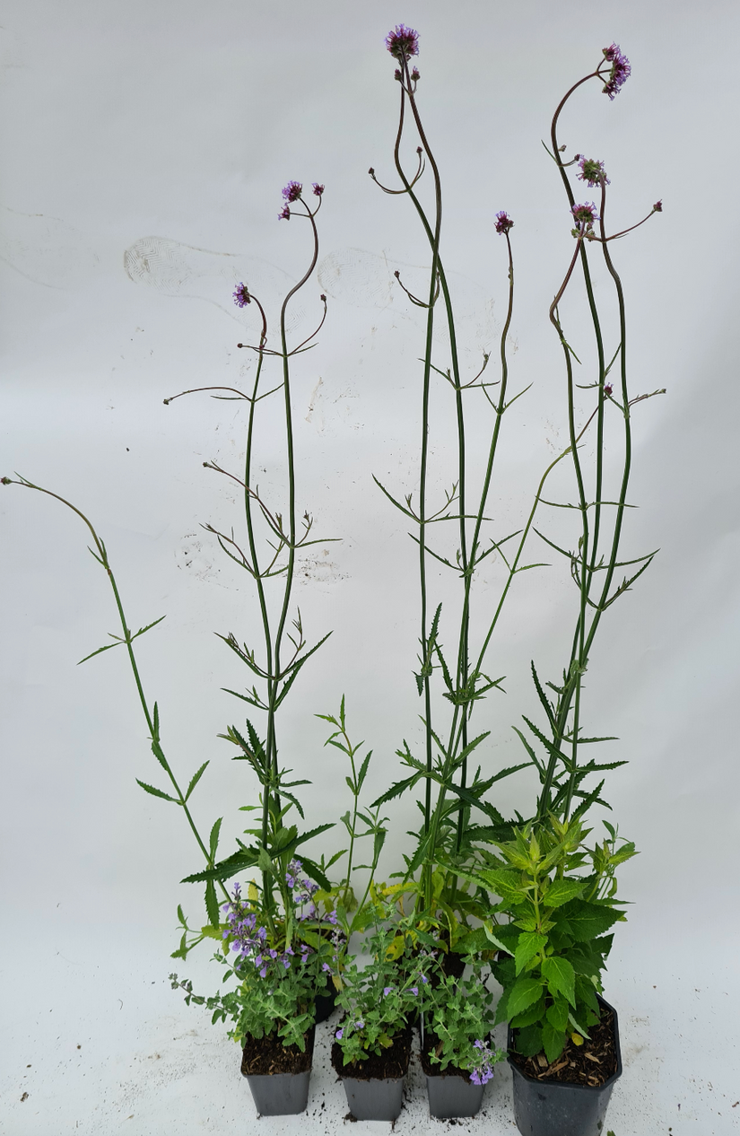 prairietuinplanten borderpakket kant en klaar tuinen paars prairietuinplanten borderpakket kant en klaar tuinen paars