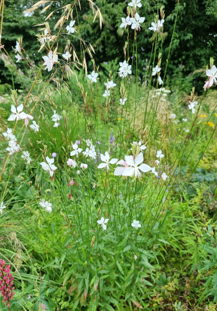 Gaura in bloei