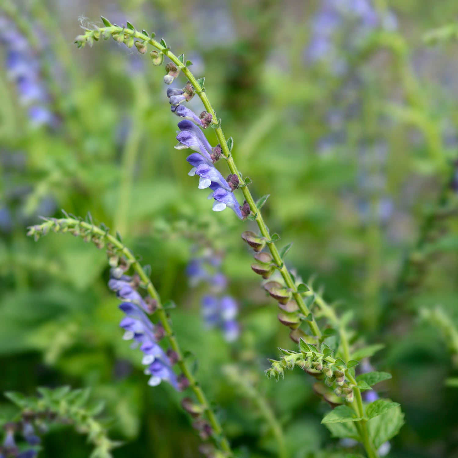 scutellaria altissima Glidkruid