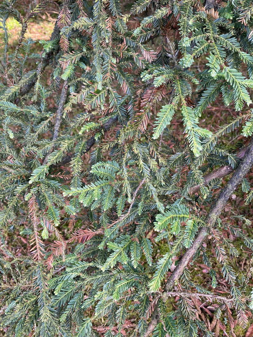 Sequoia sempervirens 'Adpressa' - Detail