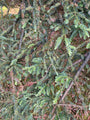 Sequoia sempervirens 'Adpressa' - Detail