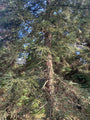 Mammoetboom - Sequoia sempervirens 'Adpressa'