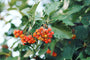 Lijsterbes - Sorbus thuringiaca 'Fastigiata' boom