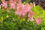 Spirea-Filipendula-rubra-Venusta.jpg Spirea-Filipendula-rubra-Venusta.jpg