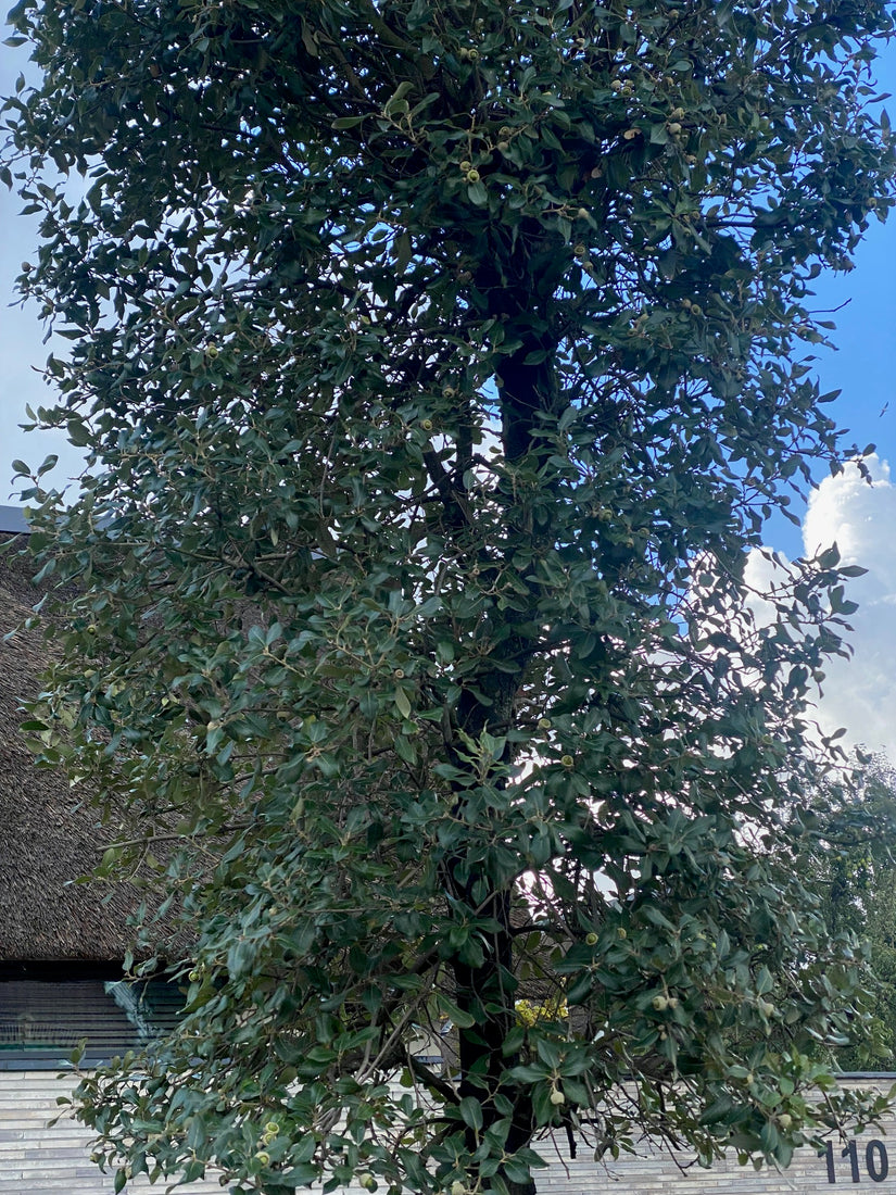 Kroon Steeneik - Quercus ilex Kroon Steeneik - Quercus ilex