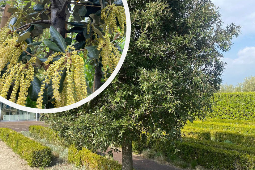 Steeneik op stam - Quercus ilex Steeneik op stam - Quercus ilex