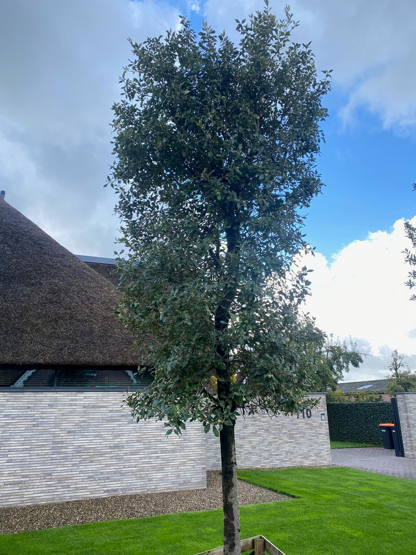 Steeneik op stam Steeneik op stam