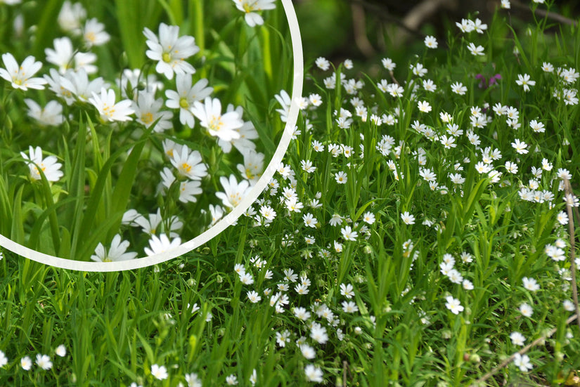 Grote muur - Stellaria holostea Grote muur - Stellaria holostea