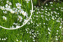 Grote muur - Stellaria holostea Grote muur - Stellaria holostea