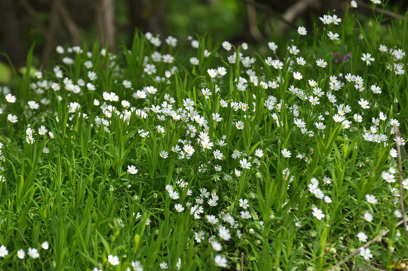 Grote muur - Stellaria holostea - Inheemse plant Grote muur - Stellaria holostea - Inheemse plant