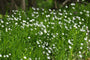 Grote muur - Stellaria holostea - Inheemse plant Grote muur - Stellaria holostea - Inheemse plant