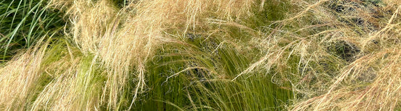 Vedergras - Stipa tenuifolia 'ponytails' Siergras