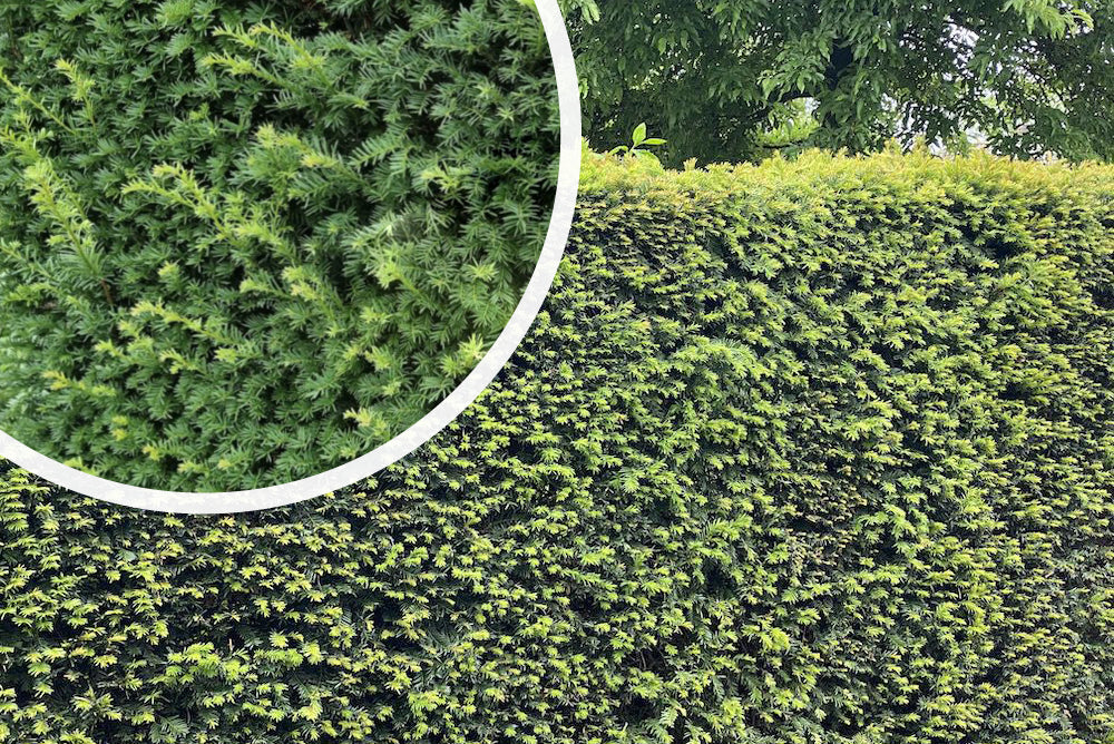 Taxus baccata kopen? Taxushaag kopen & combineren haagtaxus