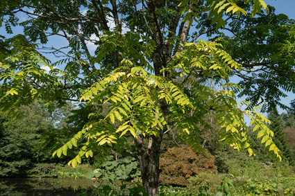 Uiensoepboom - Toona sinensis