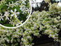 Toscaanse Jasmijn - Trachelospermum jasminoides  Toscaanse Jasmijn - Trachelospermum jasminoides