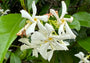 Bloemen Sterjasmijn / Toscaanse Jasmijn Bloemen Sterjasmijn / Toscaanse Jasmijn